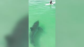 Drone footage captured massive shark approaching two surfers off the California coast