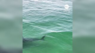 Drone footage captured massive shark approaching two surfers off the California coast