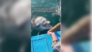 Man Saves Dolphin's Life and gets Greatly Rewarded