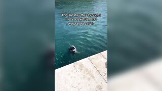 Man Saves Dolphin's Life and gets Greatly Rewarded