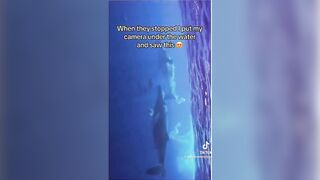 Man Saves Dolphin's Life and gets Greatly Rewarded