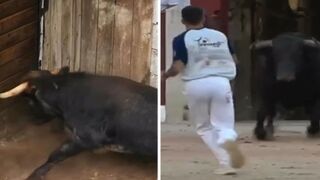 Dope Bull Fighting Compilation.