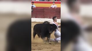 Dope Bull Fighting Compilation.
