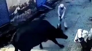 Mean Indian takes on Male Bull in Street Fight.