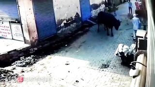 Mean Indian takes on Male Bull in Street Fight.