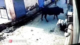 Mean Indian takes on Male Bull in Street Fight.