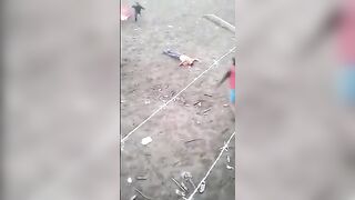 Genius tries to Spear Bull right out of the Gate..Instantly Killed Instead