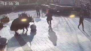 Innocent Girl gets too Close to Giant Bull..What is a bull doing tied up in the City?