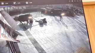 Innocent Girl gets too Close to Giant Bull..What is a bull doing tied up in the City?