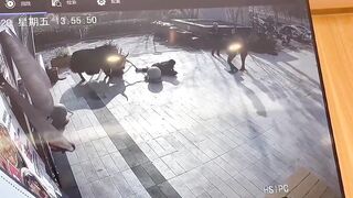 Innocent Girl gets too Close to Giant Bull..What is a bull doing tied up in the City?