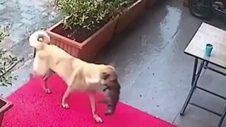 Beautiful Stray Dog brings Her Sick Puppy to the Vet to Save it's Life