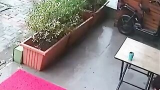 Beautiful Stray Dog brings Her Sick Puppy to the Vet to Save it's Life