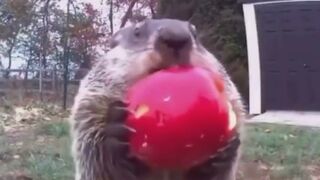 Man Records the same Groundhog Feasting on his Garden Over and Over Again LOL