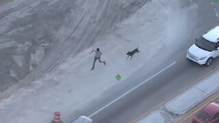 K9 Karma: Wild Cop chase ends after Suspect Slams into Cars, taken down by Police Dog