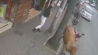 Get out of the WAY! Bull Runs through Streets causes Panic