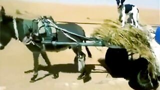 auto-pilot on