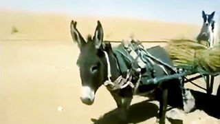 auto-pilot on