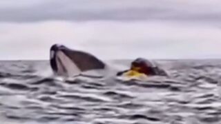 FULL: Father captures his son being swallowed and then expelled by a whale in the Strait of Magellan