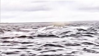 FULL: Father captures his son being swallowed and then expelled by a whale in the Strait of Magellan