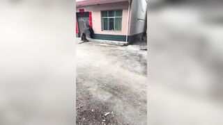 Chinese woman attacked by wild boar