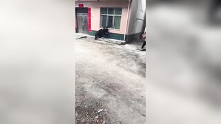 Chinese woman attacked by wild boar