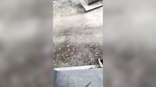 Chinese woman attacked by wild boar