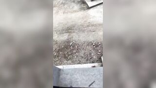 Chinese woman attacked by wild boar