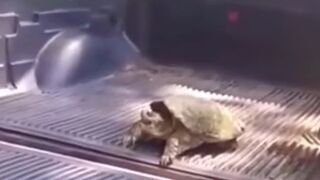 How Stupid Can You Be To Play With a Snapping Turtle