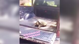 How Stupid Can You Be To Play With a Snapping Turtle