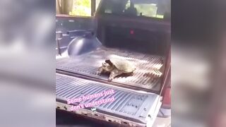 How Stupid Can You Be To Play With a Snapping Turtle