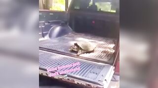 How Stupid Can You Be To Play With a Snapping Turtle