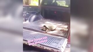 How Stupid Can You Be To Play With a Snapping Turtle