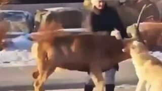 GET the DARN Dog OFF of the Deer you Morons!