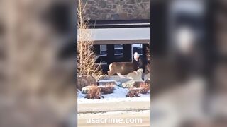 GET the DARN Dog OFF of the Deer you Morons!