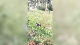 Captured Gang Leader is Cut with the Grass in Syria