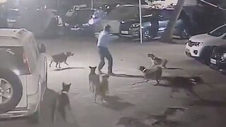 Do Not Ever Lay your Hands on Another Man's Dog