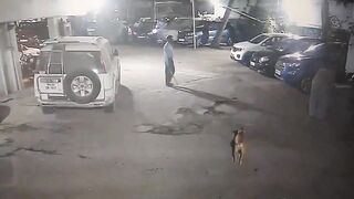 Do Not Ever Lay your Hands on Another Man's Dog