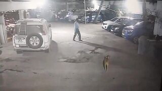 Do Not Ever Lay your Hands on Another Man's Dog