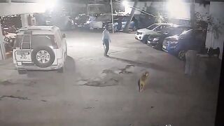 Do Not Ever Lay your Hands on Another Man's Dog