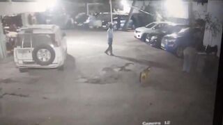 Do Not Ever Lay your Hands on Another Man's Dog