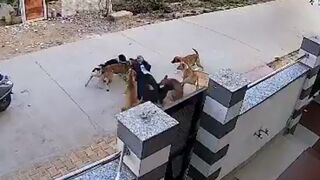 Scary Moment: 8-10 Dogs Attack 18 Year Old Girl.