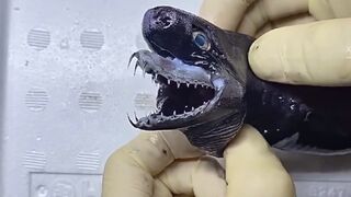 This is the Amazing Viper Shark, see how it's Jaws Extend? Imagine if they were the size Of Great Whites?