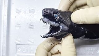 This is the Amazing Viper Shark, see how it's Jaws Extend? Imagine if they were the size Of Great Whites?