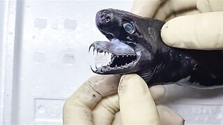 This is the Amazing Viper Shark, see how it's Jaws Extend? Imagine if they were the size Of Great Whites?