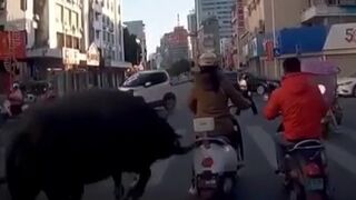 Crazy Bull savagely crashed Chinese girl on moped