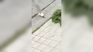Family Gathering in the Hood Ends in Shooting of Course