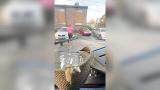 The Full Video of Repo man run over by driver trying to escape tow truck