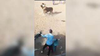 Bull Rips Off a Man's Manhood and puts the Horn right into his Stomach