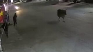 Public Service Announcement: Free-range Cows pose a Danger to Motorcyclists