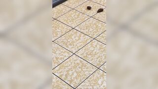 An Illegal Immigrant shat on the floor of an Irish Store!